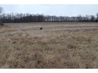 Property photo 41 - 127 Acres Offered in 8 Tracts - Allen & Dekalb County Land
